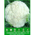 JCF35 60 days Snow white hybrid caulilfower seeds, cauliflower seeds f1